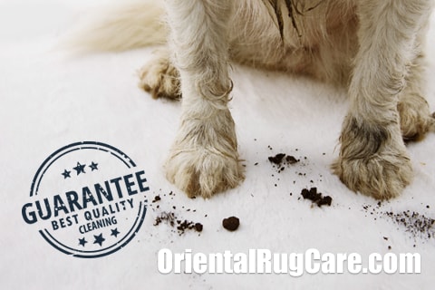 Guarantee Pet Odor Removal Process