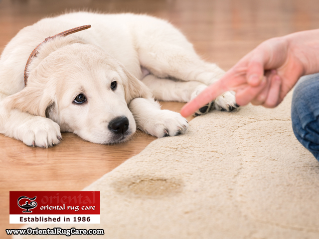 Rug Pet Odor Removal Service